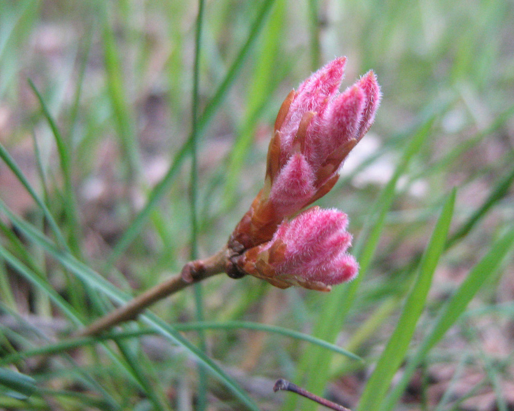 Image of Quercus pubescens specimen.