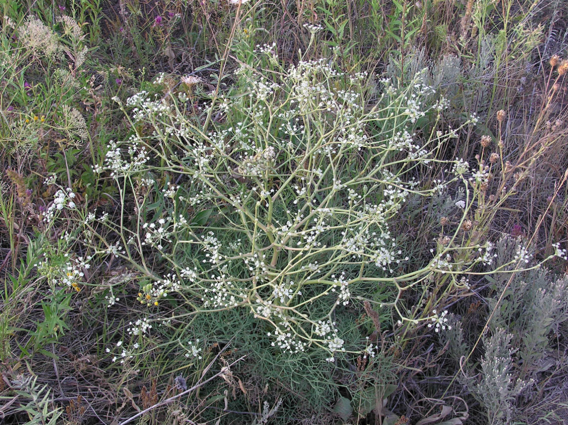 Image of Seseli arenarium specimen.