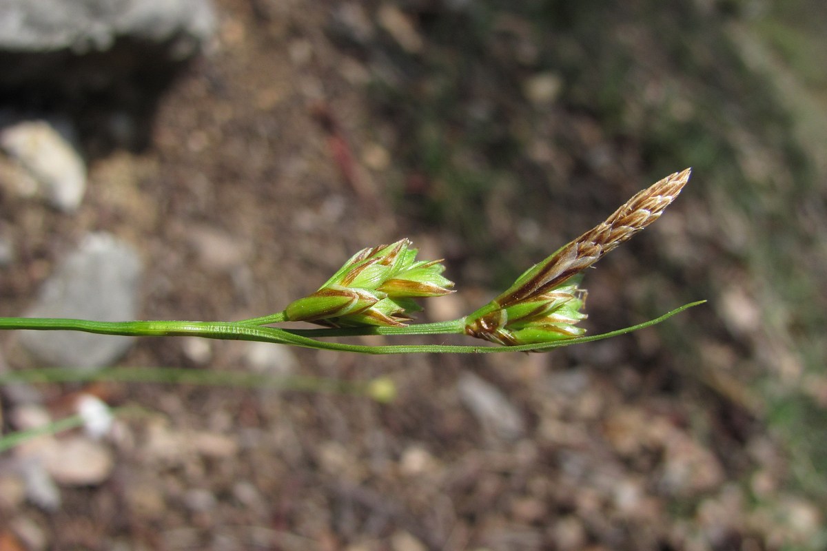 Image of Carex halleriana specimen.