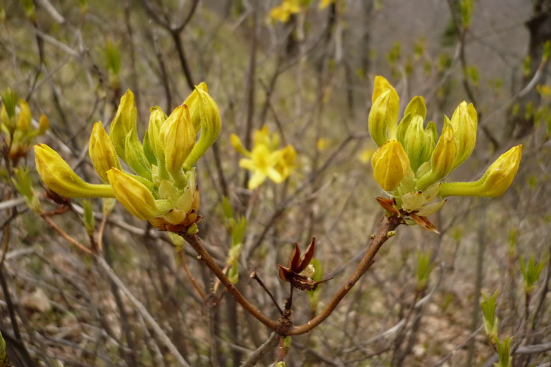 Image of Rhododendron luteum specimen.