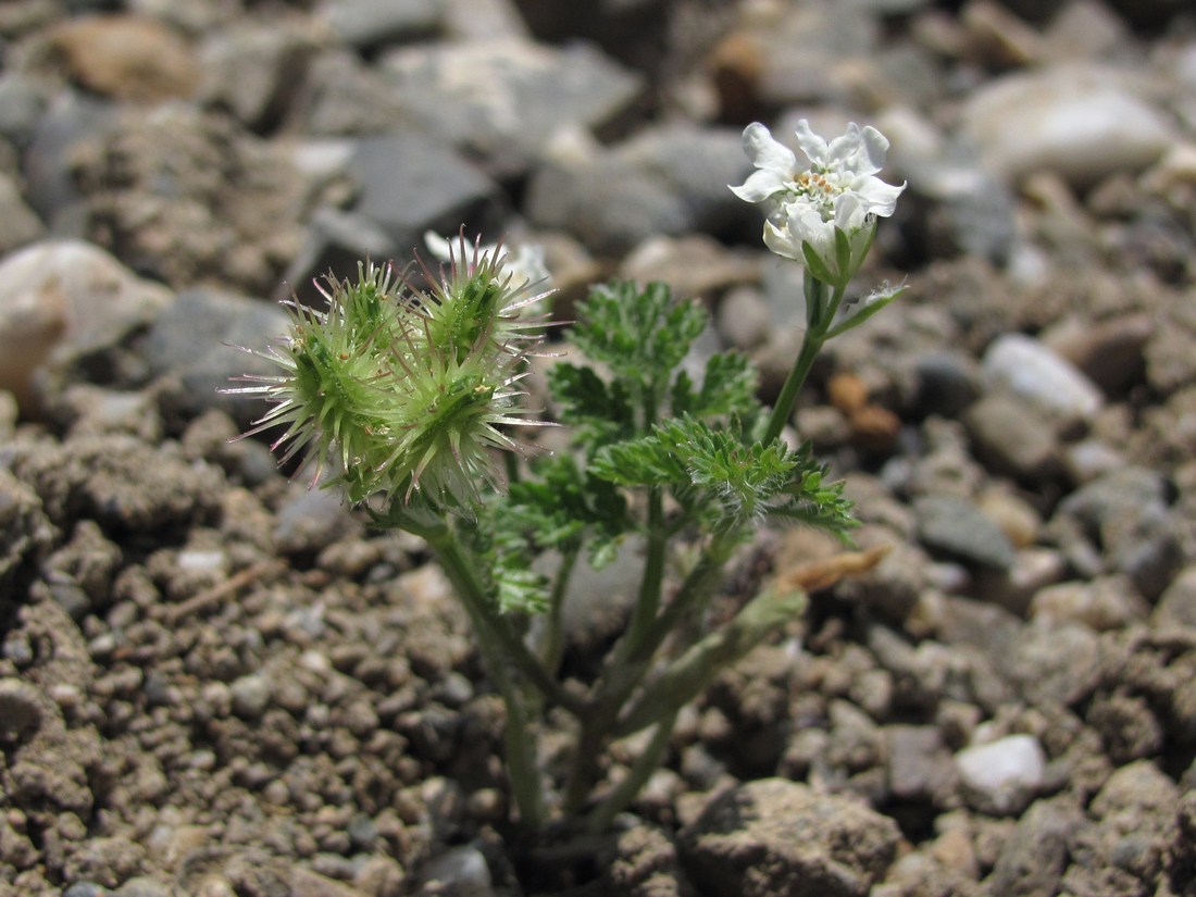 Image of Orlaya daucoides specimen.