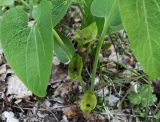 Aristolochia iberica