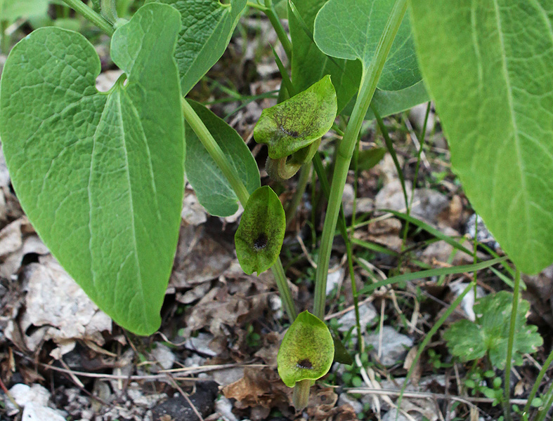 Изображение особи Aristolochia iberica.