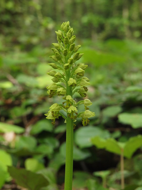 Image of Orchis punctulata specimen.