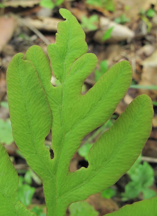 Изображение особи Onoclea sensibilis.