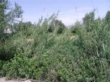 Arundo donax