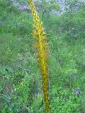 Eremurus thiodanthus. Часть соцветия. Крым, гора Северная Демерджи. 2 июня 2012 г.