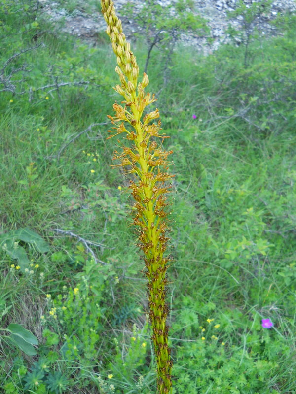 Изображение особи Eremurus thiodanthus.