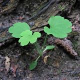 Chelidonium majus