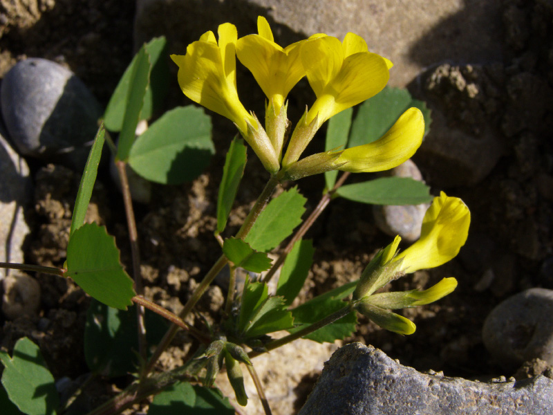 Image of Trigonella grandiflora specimen.