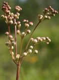 Filipendula vulgaris. Соцветие в фазе бутонизации. Ленинградская обл., Кингисеппский р-н. 15.06.2012.