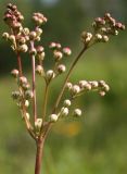 Filipendula vulgaris. Соцветие в фазе бутонизации. Ленинградская обл., Кингисеппский р-н. 15.06.2012.