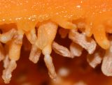 Image of taxon representative. Author is Татьяна Мальчинская