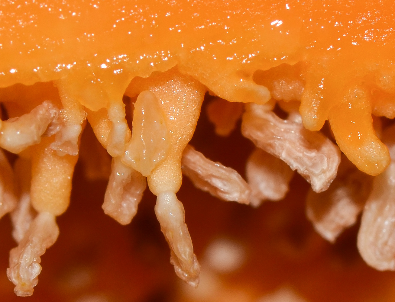 Image of Carica papaya specimen.