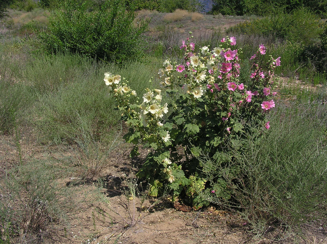 Image of Alcea rosea specimen.