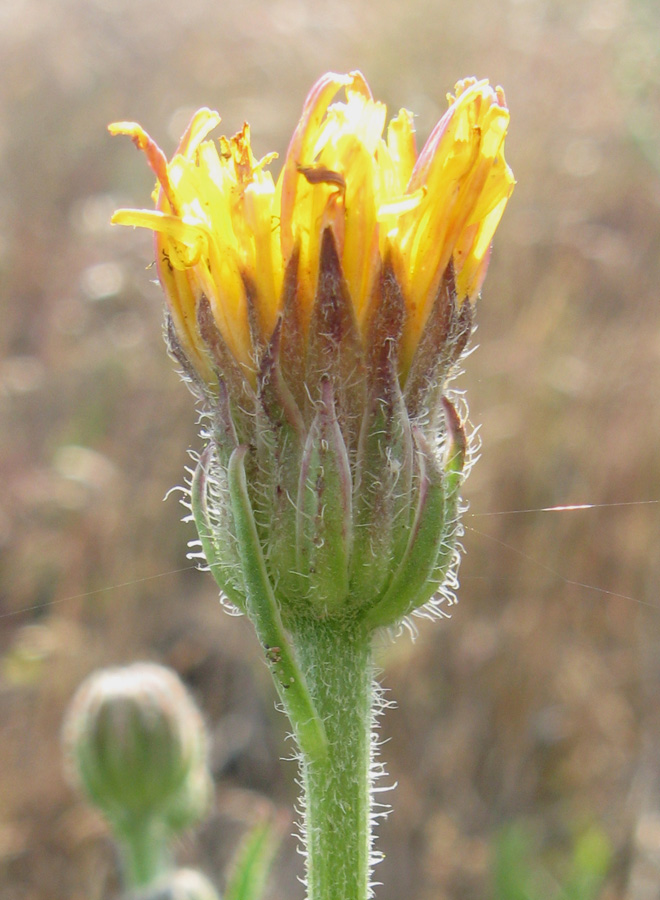 Изображение особи Crepis rhoeadifolia.