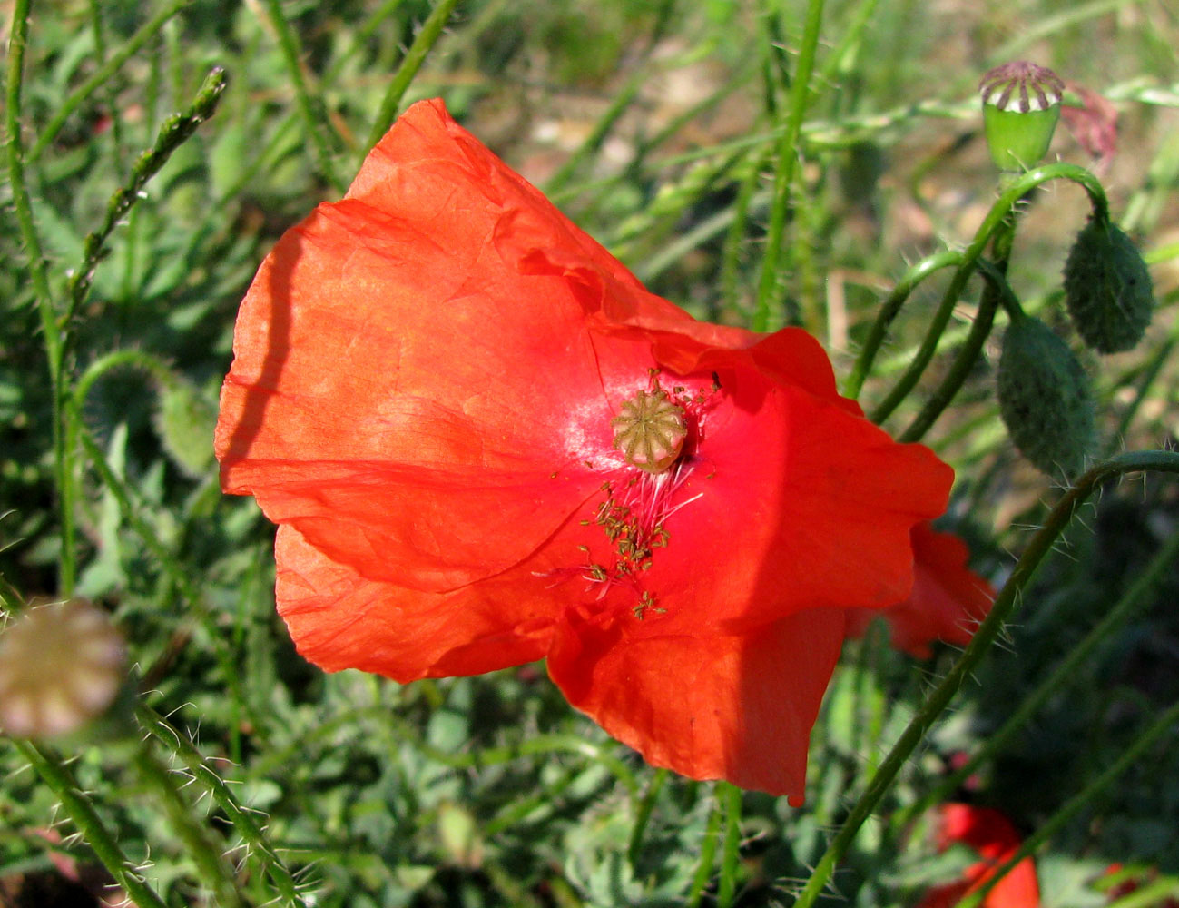 Изображение особи Papaver rhoeas.