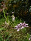 Tricyrtis hirta