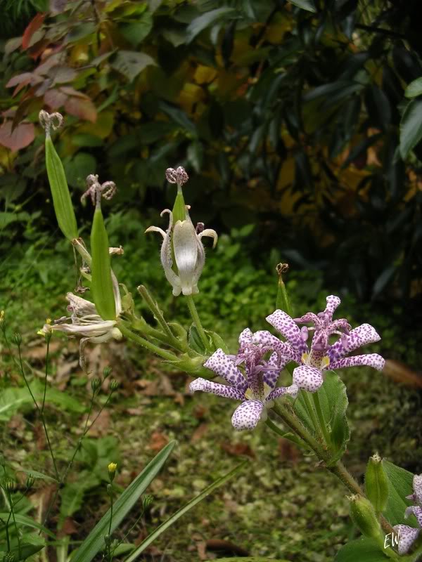 Изображение особи Tricyrtis hirta.
