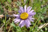 Aster alpinus