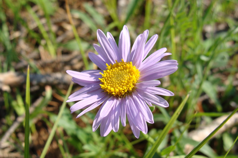 Изображение особи Aster alpinus.