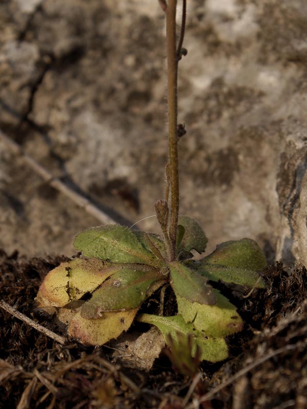 Image of Arabidopsis thaliana specimen.