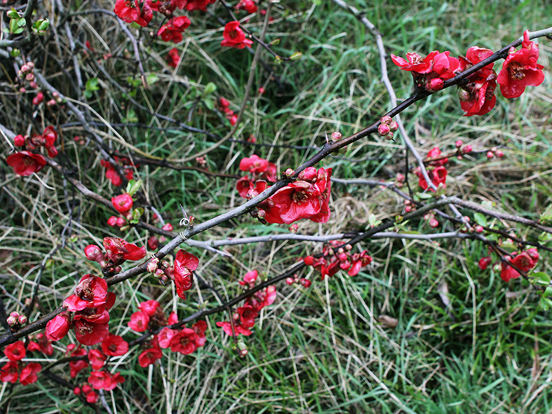 Изображение особи Chaenomeles japonica.