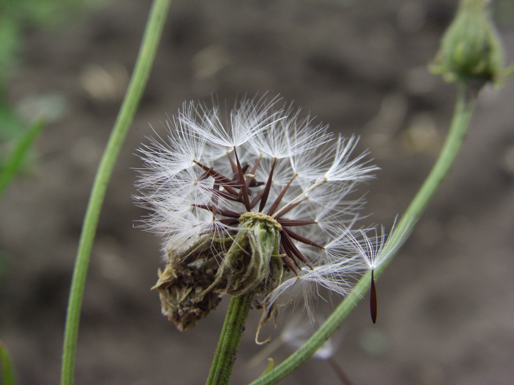 Изображение особи Crepis tectorum.