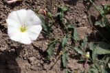 Convolvulus arvensis