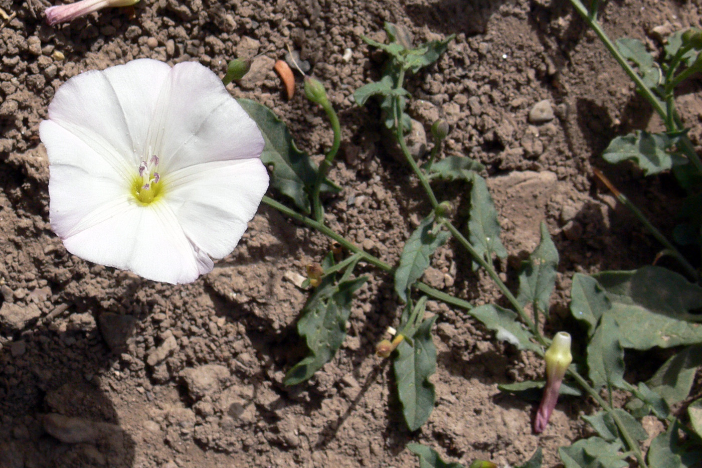 Изображение особи Convolvulus arvensis.