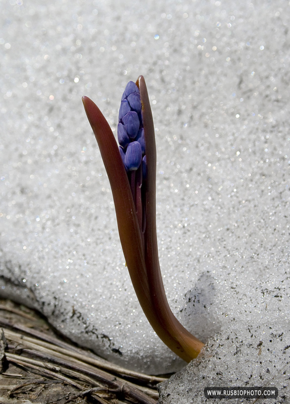 Изображение особи Scilla bifolia.