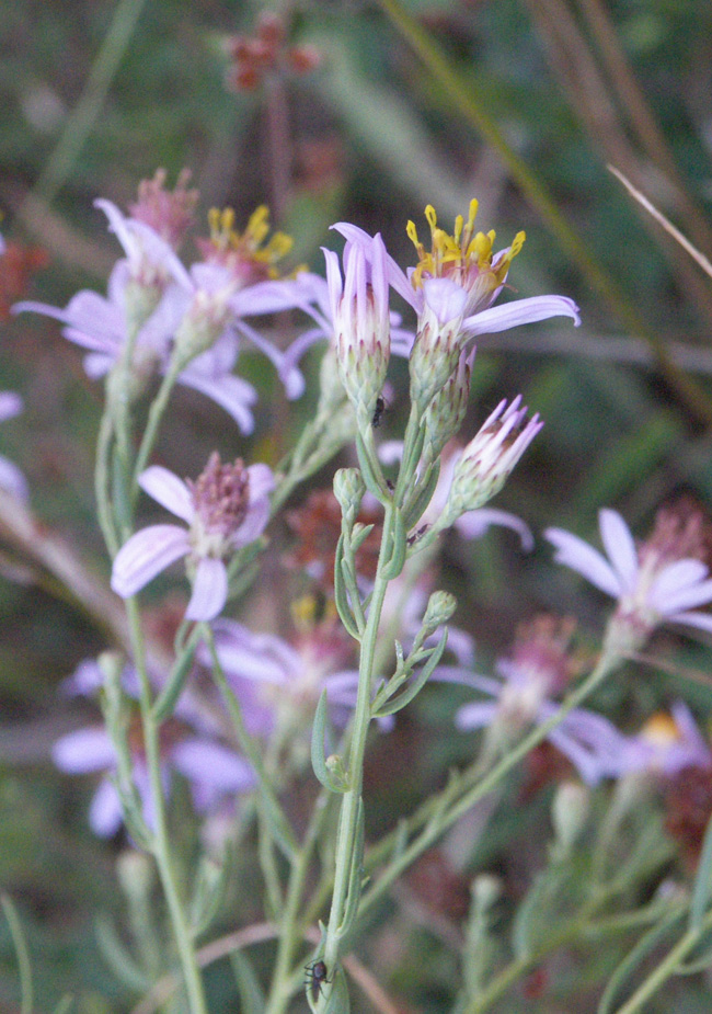 Image of Galatella pastuchovii specimen.