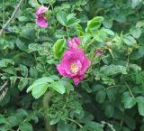 Rosa rugosa. Ветвь с цветком. Приморье, окр. пос. Терней. 02.08.2012.