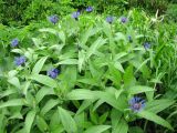 Centaurea montana