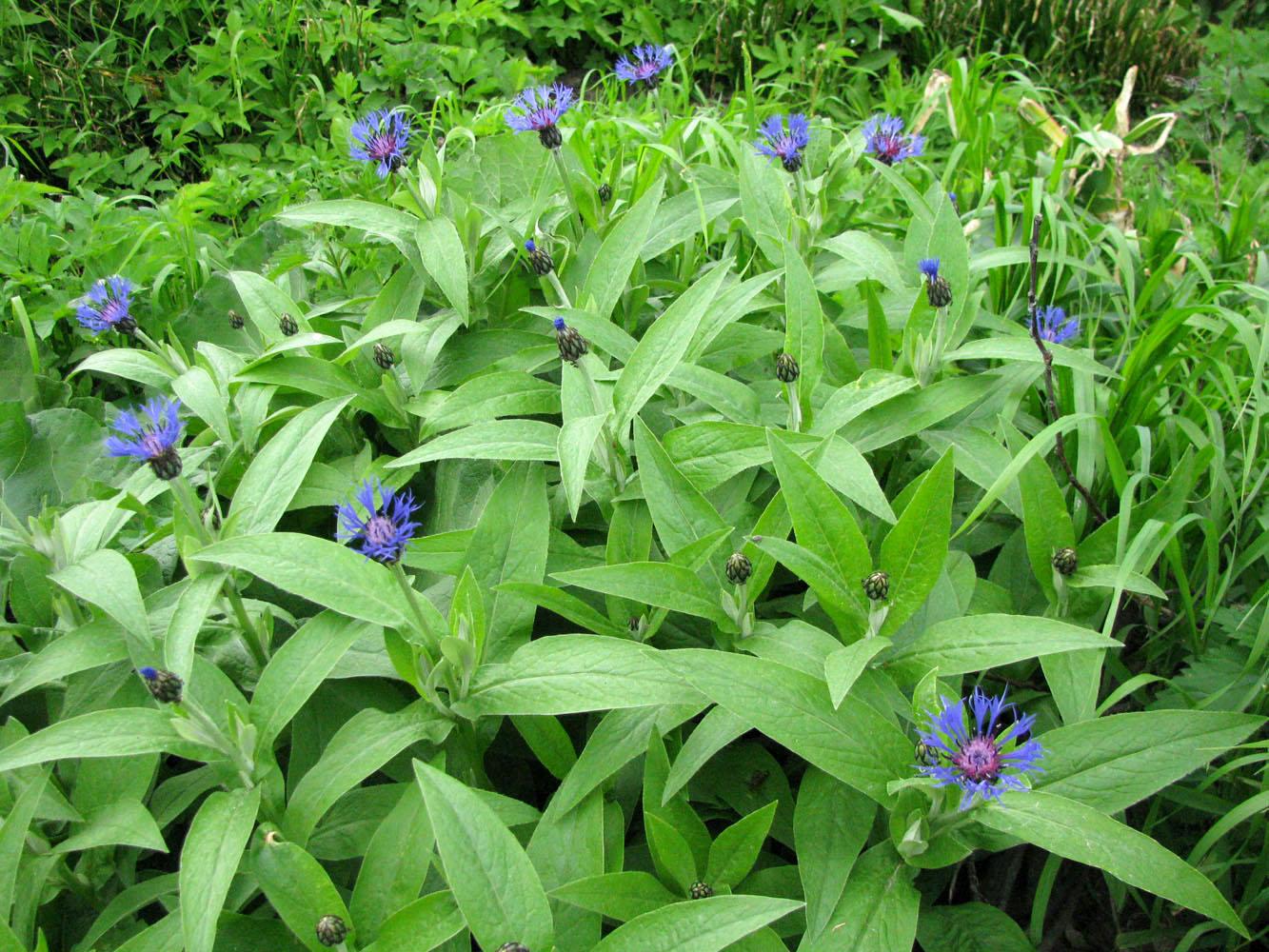 Изображение особи Centaurea montana.