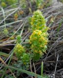 Cruciata taurica