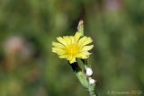 Lactuca serriola. Соцветие и выделения млечного сока на срезах. Ростовская обл., Неклиновский р-н, Николаевское с/п, дол. р. Миус. 23.07.2012.