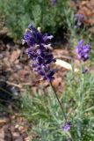 Lavandula angustifolia. Соцветие. Польша, Мазовецкое воеводство, Западноваршавский повят, гмина Блоне, сельский округ Брамки, корчма под Фазанами. 05.07.2012.