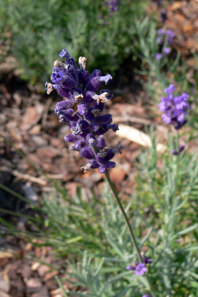 Image of Lavandula angustifolia specimen.