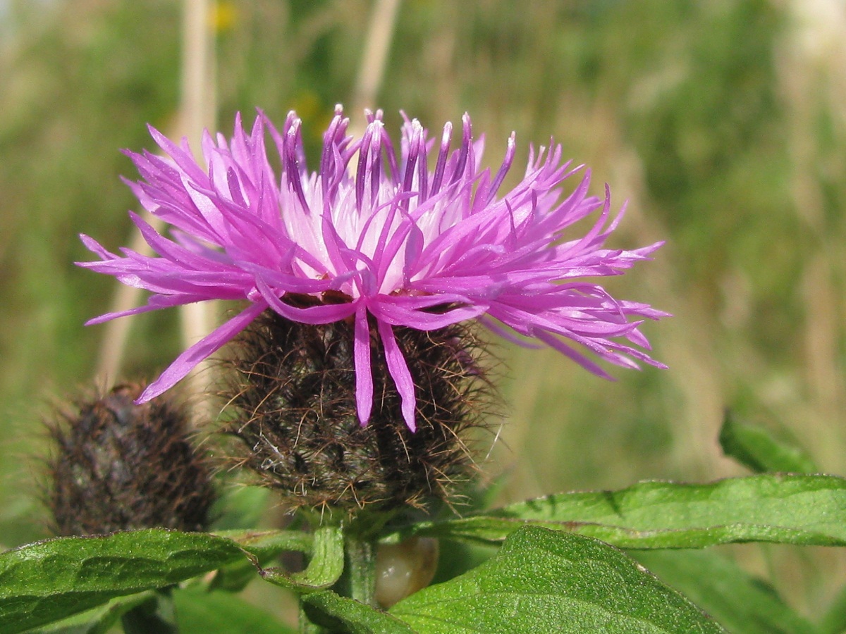 Изображение особи Centaurea carpatica.