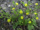 Potentilla supina ssp. paradoxa