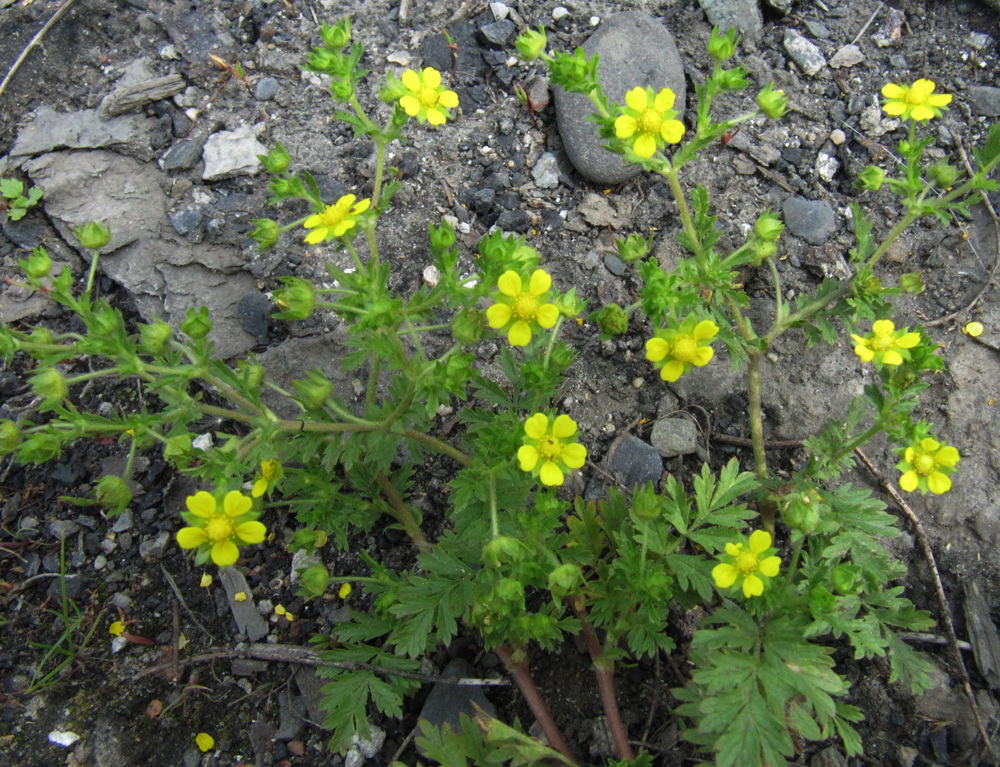 Изображение особи Potentilla supina ssp. paradoxa.