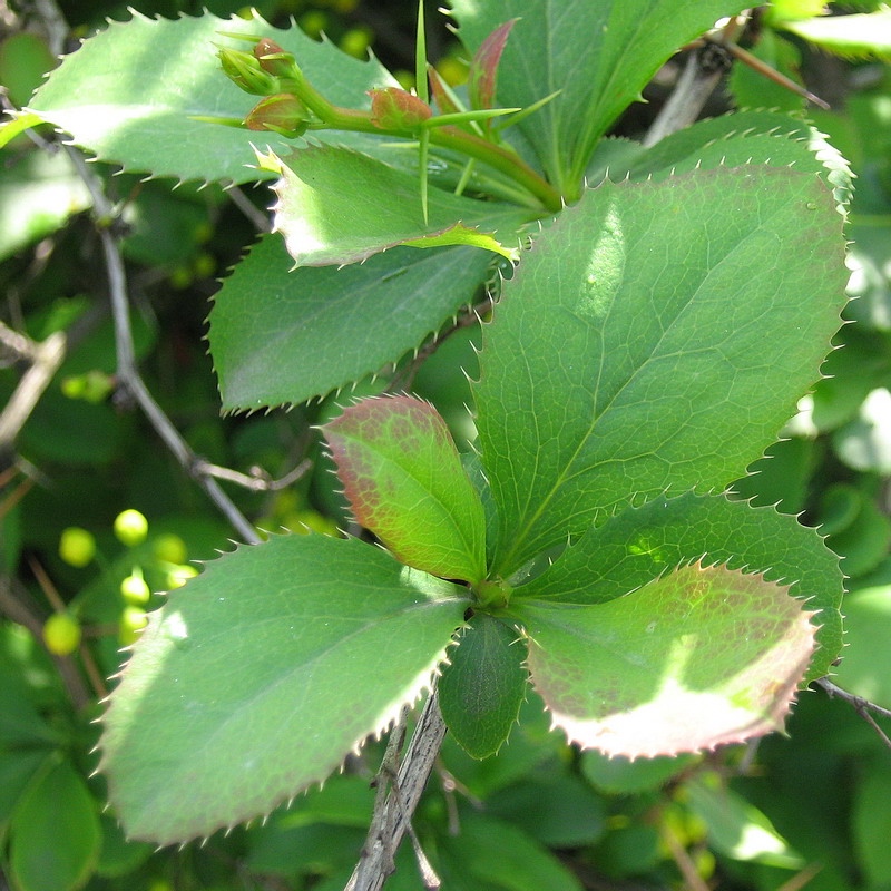 Изображение особи род Berberis.