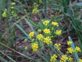 Bupleurum scorzonerifolium. Верхушка цветущего растения. Иркутская обл., о. Ольхон, пос. Хужир, лужайка за огородом. 25.07.2012.