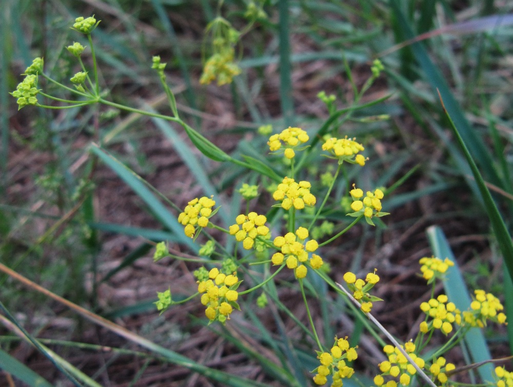 Изображение особи Bupleurum scorzonerifolium.