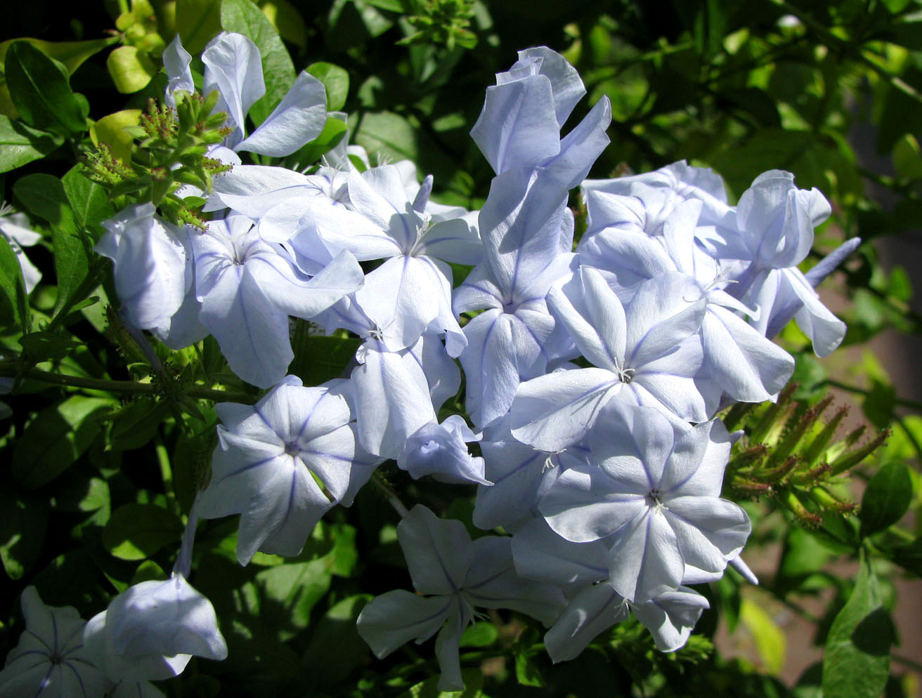 Image of Plumbago auriculata specimen.