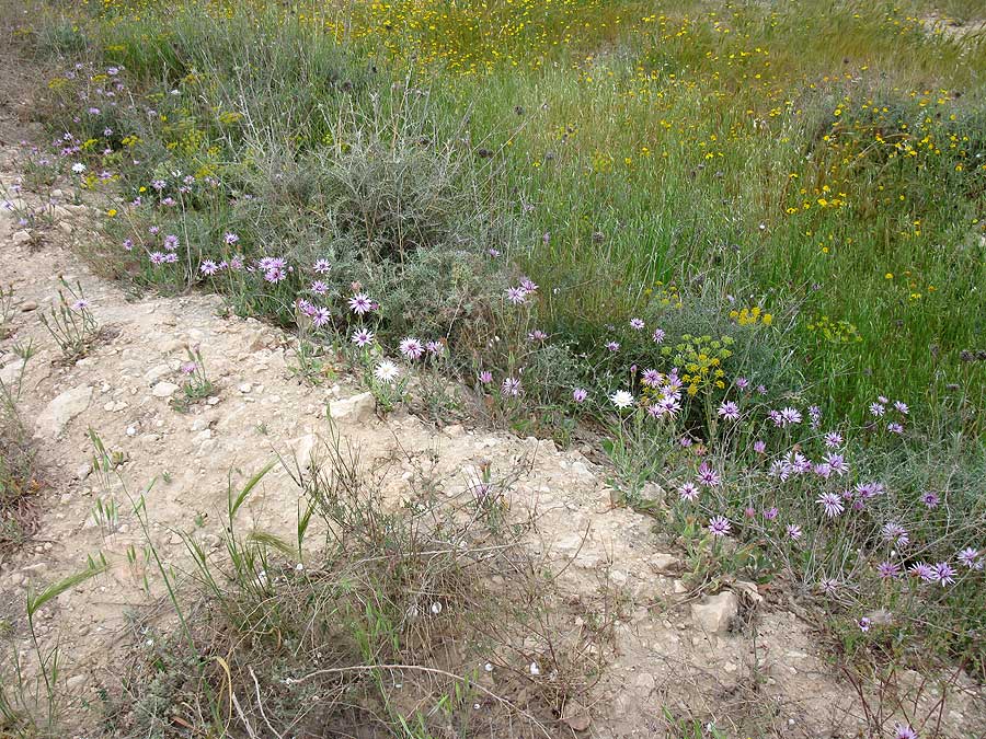 Image of Scorzonera papposa specimen.