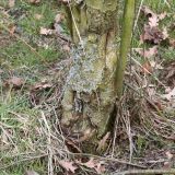 Sorbus aucuparia. Комлевая часть многоствольного дерева. Германия, г. Кемпен, в шумозащитной полосе. 28.03.2013.