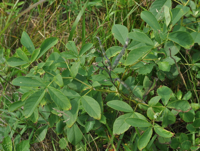 Image of Thermopsis lupinoides specimen.