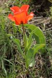 Tulipa greigii. Цветущее растение. Узбекистан, Ташкентская обл., окр. г. Газалкент. 20.04.2013.